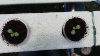Lettuce Processing project thumbnail