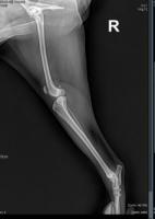 Canine Patellar Luxation(2) project thumbnail