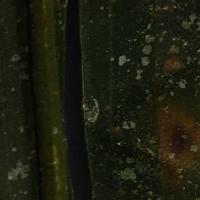 pp project thumbnail