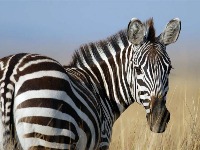 HORSE OR ZEBRA project thumbnail