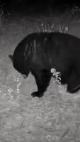 bear project thumbnail