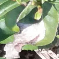 tea leaf disease project thumbnail