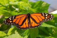 Butterfly Segmentation project thumbnail