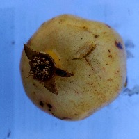 Pomegranate Classification project thumbnail