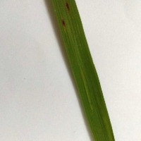 Rice Disease and Nutrient Deficiency Object Detection Model by ...