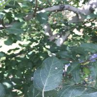 Leaf-Model project thumbnail