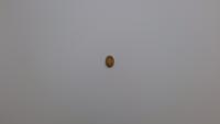 Coffee Bean Quality project thumbnail