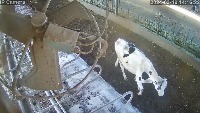 newcow2 project thumbnail