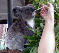 koala project thumbnail