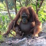 orangutan project thumbnail