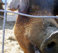 babi project thumbnail