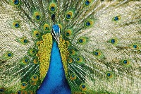 burung-merak project thumbnail