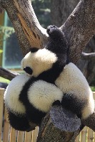 panda project thumbnail