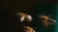 Honey Bee project thumbnail