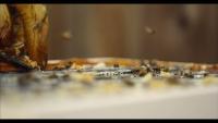 Honey Bee project thumbnail