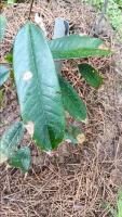 durian leaf project thumbnail