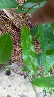 durian leaf project thumbnail