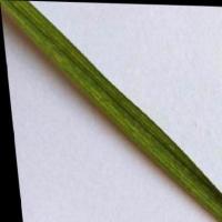 Rice Leaf Disease Rebalanced project thumbnail