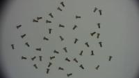 screws project thumbnail
