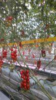 tomato7 project thumbnail