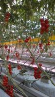 tomato1229 project thumbnail