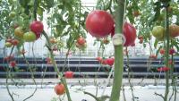 4_Class_Tomato project thumbnail