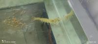 shrimp project thumbnail