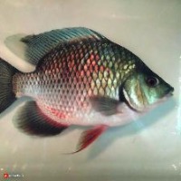 Fish project thumbnail