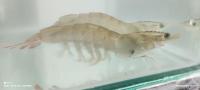 shrimp_1 project thumbnail