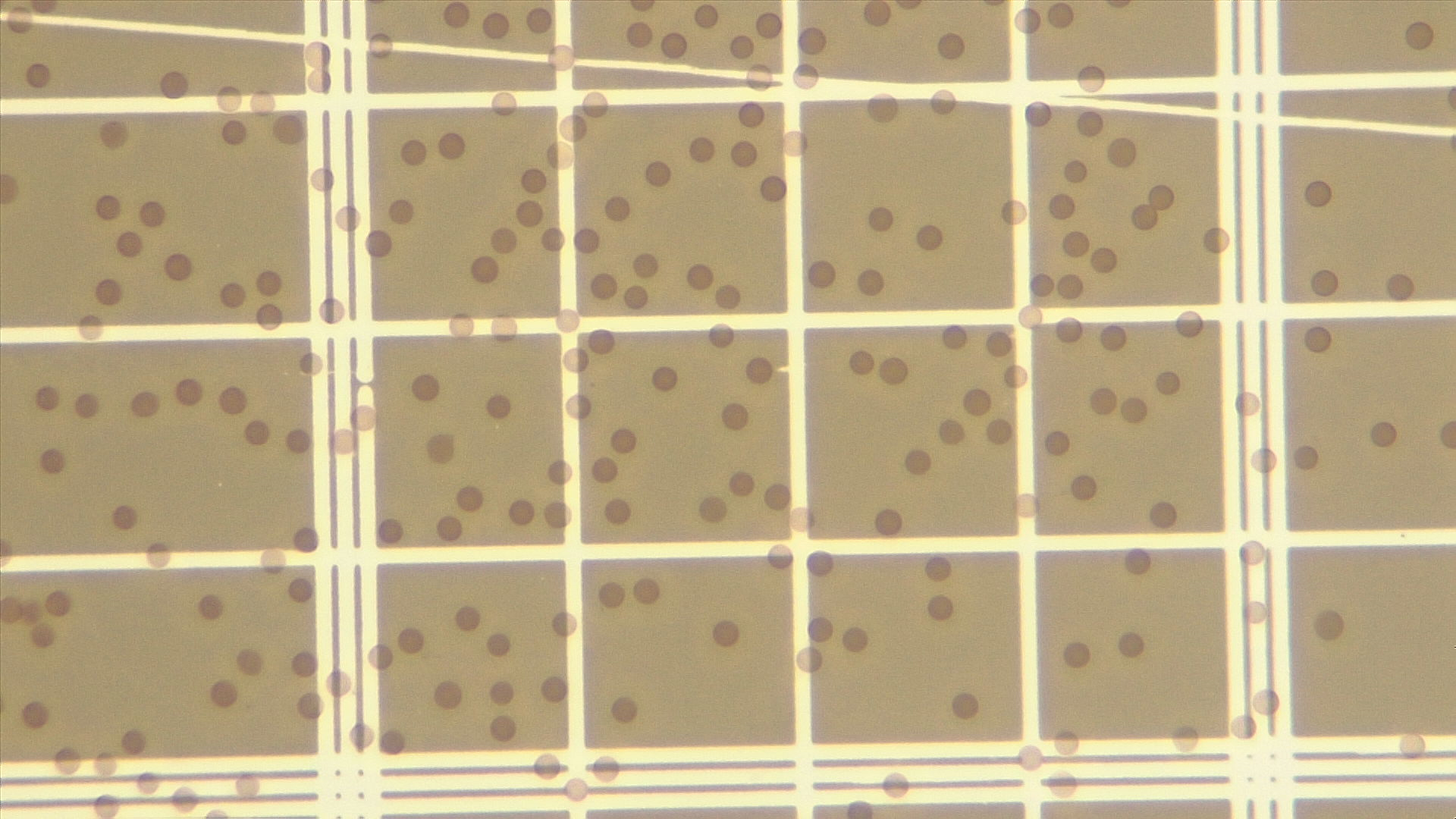 Count Cells Object Detection Model by CellsCount