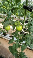 tomato_noflower project thumbnail
