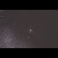 plankton-for-classification project thumbnail