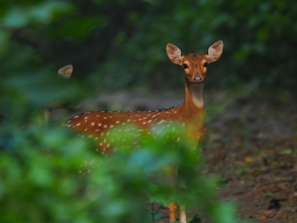 Spotted-deer Object Detection Dataset by model dev