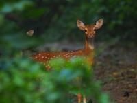 Spotted-deer project thumbnail