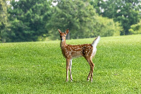 deer project thumbnail