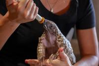 Pangolin project thumbnail