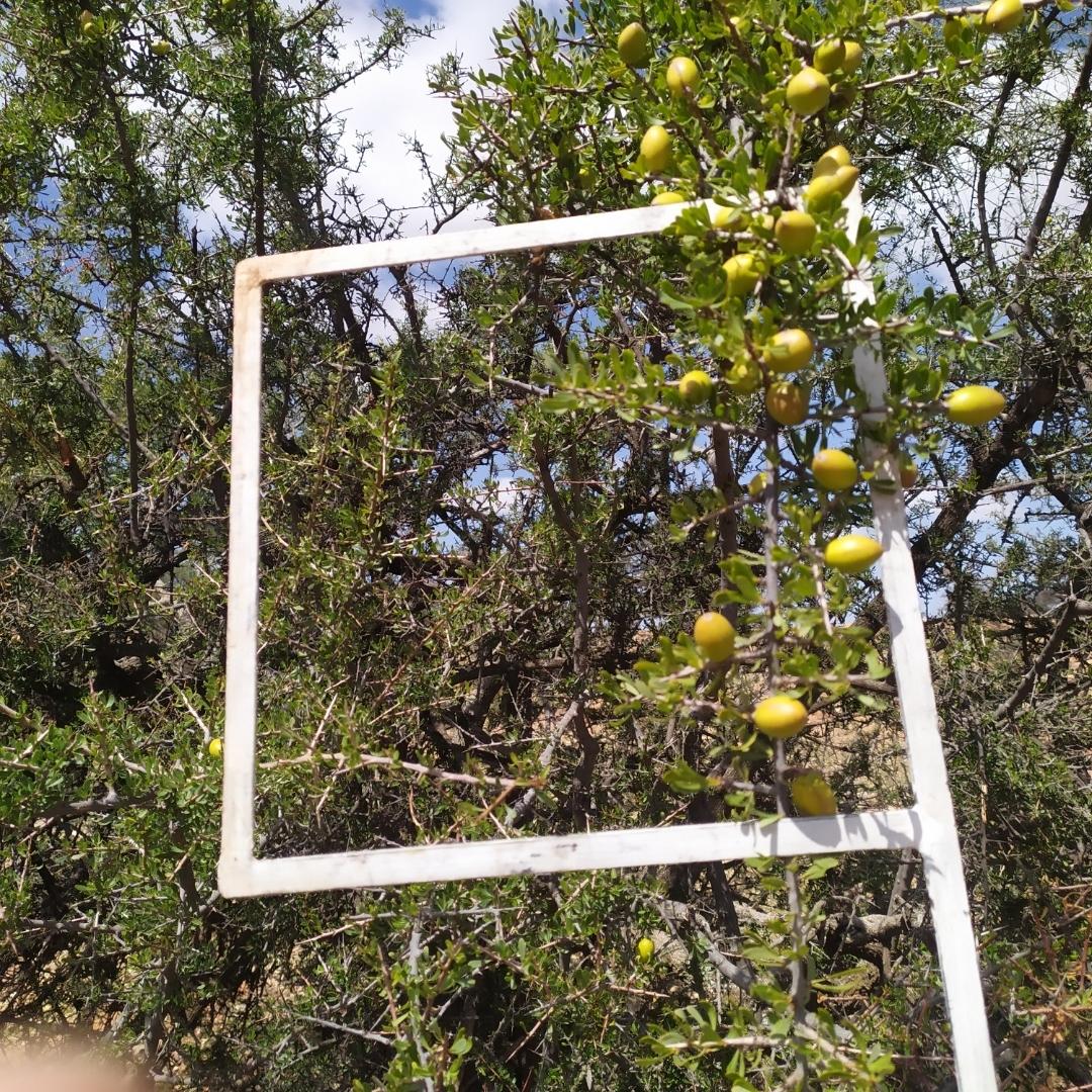 FruitsCounting Instance Segmentation Dataset by DetectionFruits