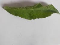 HerbalLeafClassifier project thumbnail