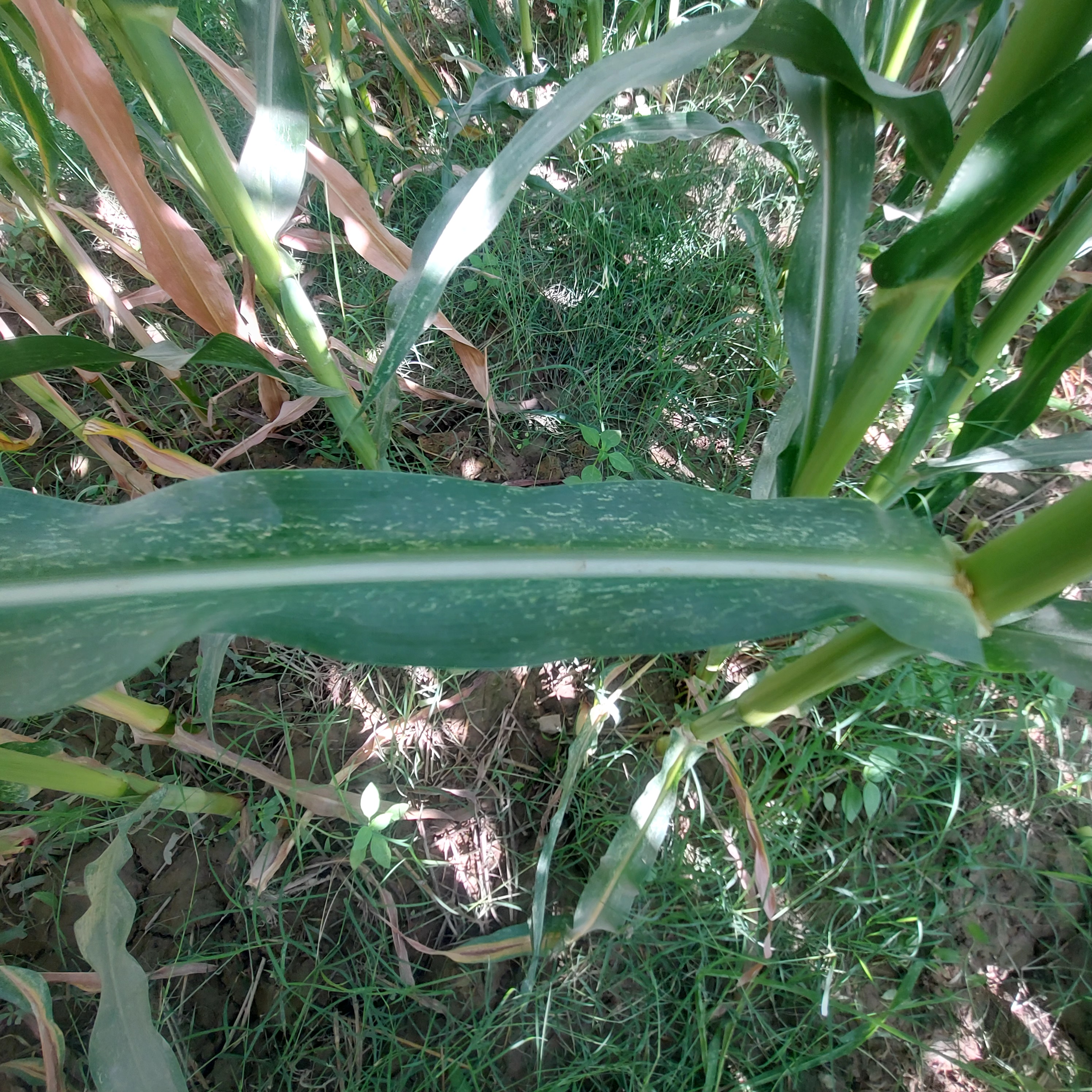 Kandahar Province Maize Leaf diseases Dataset, 2025. Afghanistan ...
