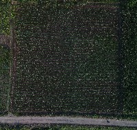sugarcane project thumbnail