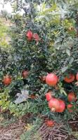 pomegranate video project thumbnail