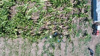 Banana Crop project thumbnail