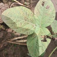 Soyabean-Spectoria-Brown-Spot project thumbnail