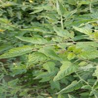 Weed Detetion project thumbnail