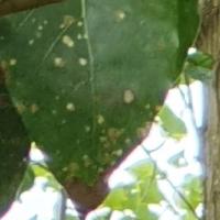 Leaf disease detection project thumbnail