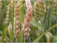 Fusarium Head Blight project thumbnail