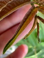 Ailanthus Leaf Detection project thumbnail