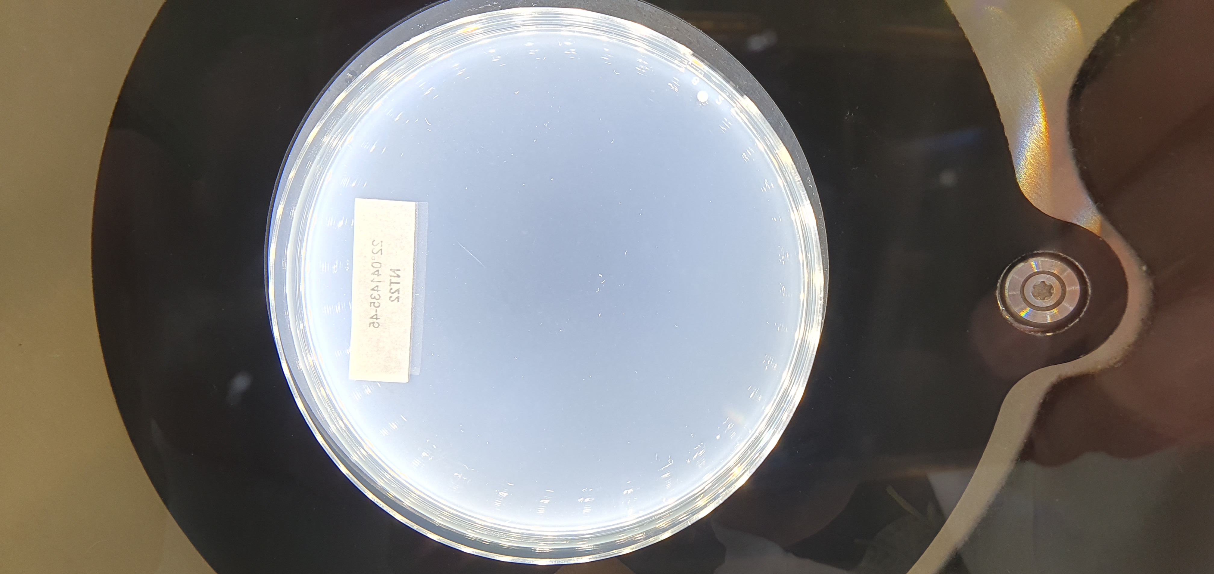 CFU_counting Object Detection Model by Count CFUs