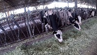 cow-body project thumbnail