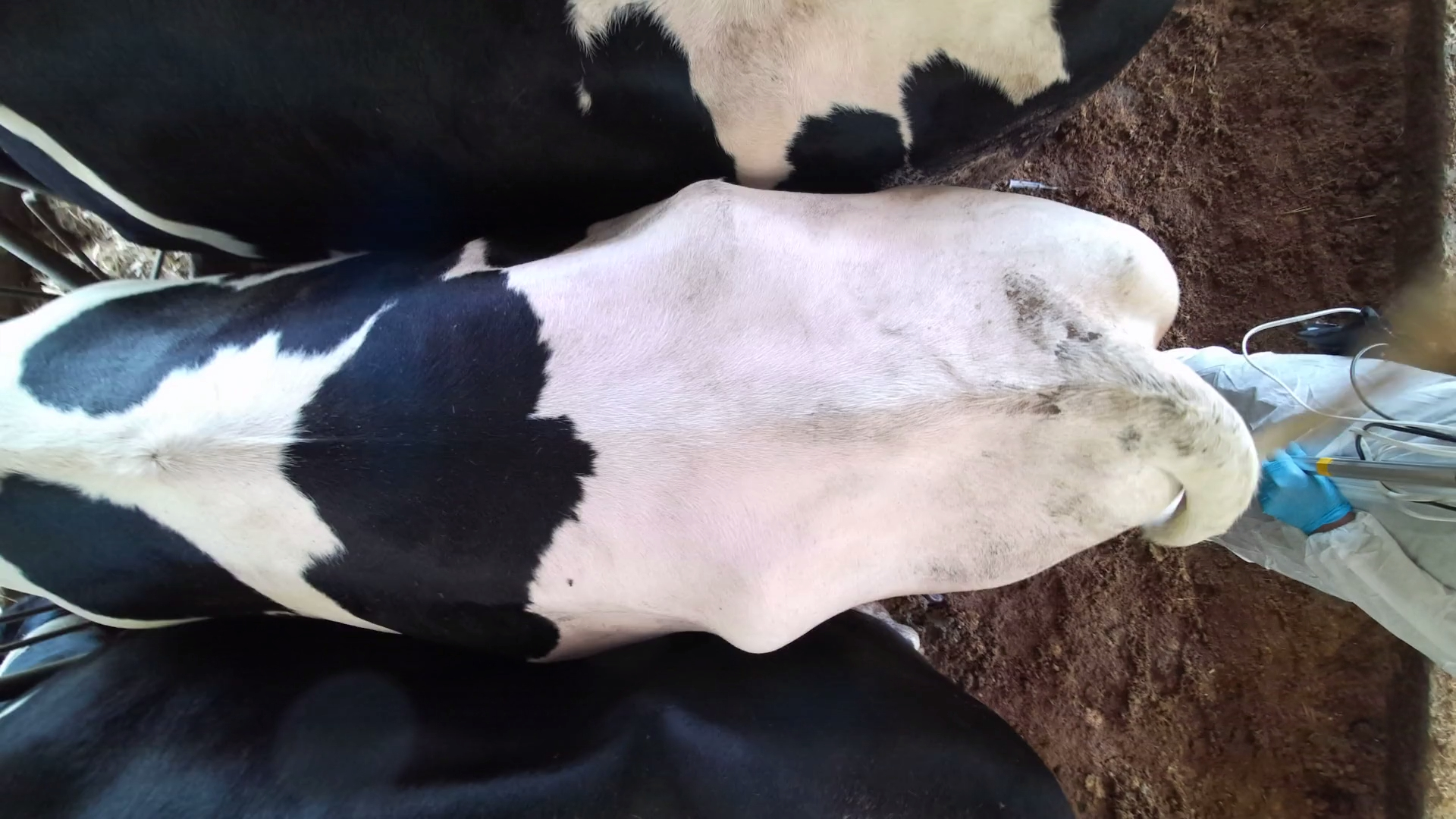 Top Cow3 Datasets and Models | Roboflow Universe